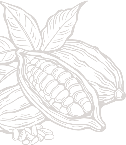 Cacao botanical illustration