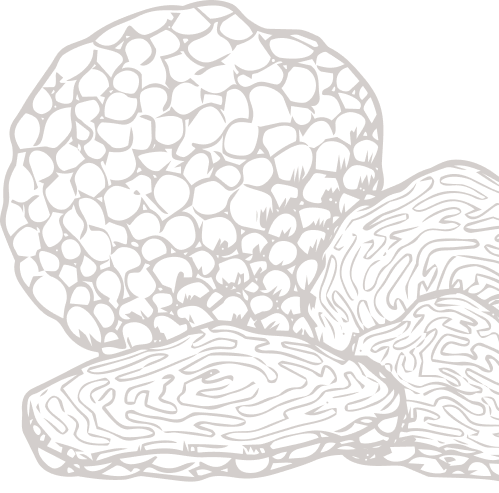 Truffle botanical illustration
