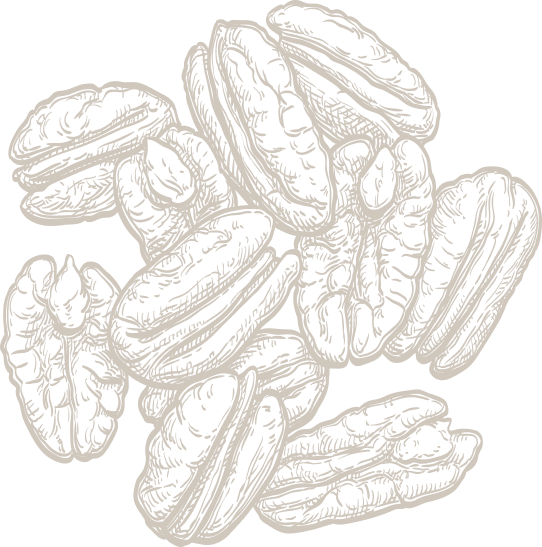 Pecan botanical illustration